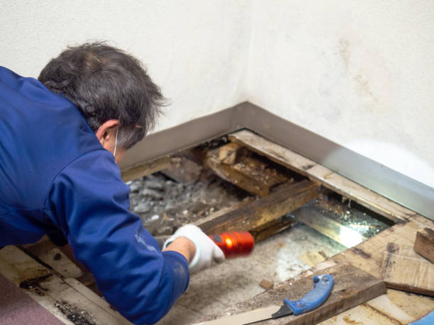 Best Water Damage Restoration  in Long Prairie, MN