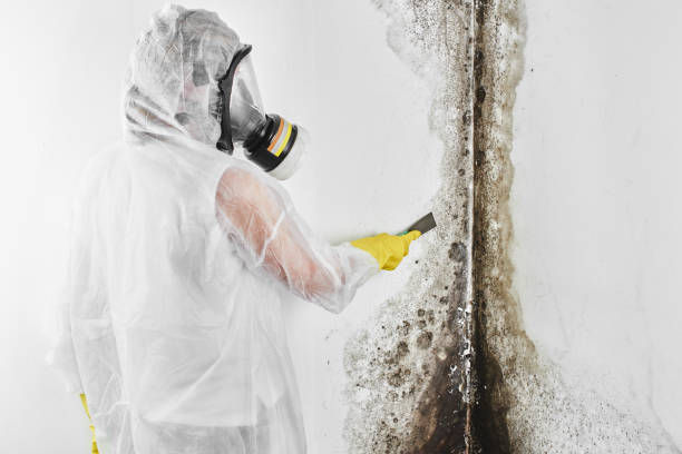 Best Crawl Space Mold Removal  in Long Prairie, MN