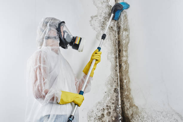 Certified Mold Removal in Long Prairie, MN