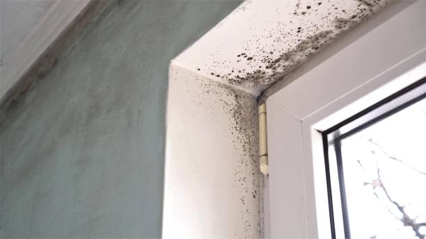 Best Office Mold Removal Services  in Long Prairie, MN