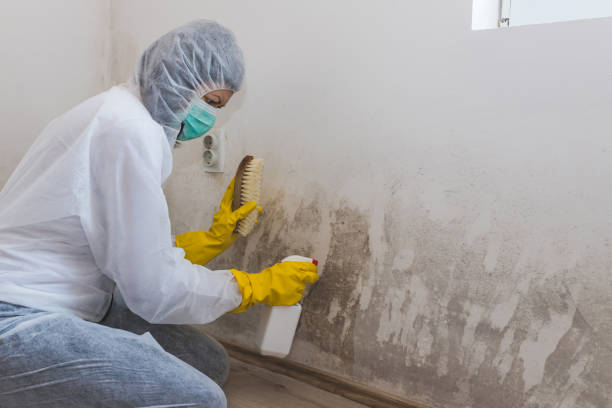 Best Best Mold Removal Companies  in Long Prairie, MN