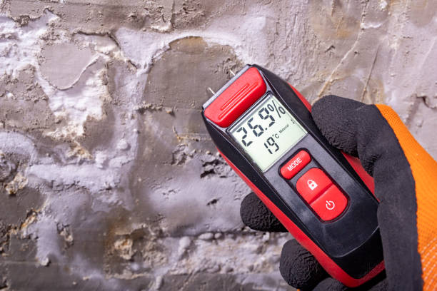 Best Toxic Mold Removal  in Long Prairie, MN