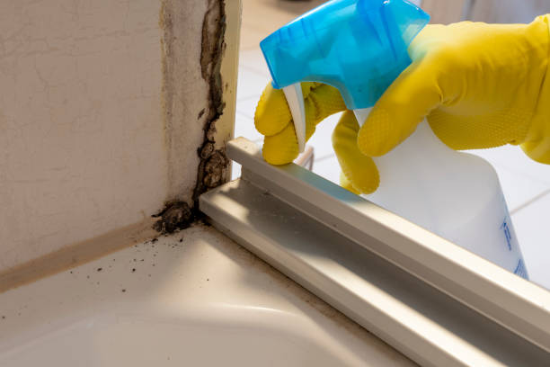 Best Professional Mold Removal  in Long Prairie, MN