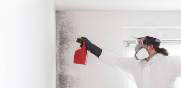 Best Emergency Mold Removal  in Long Prairie, MN