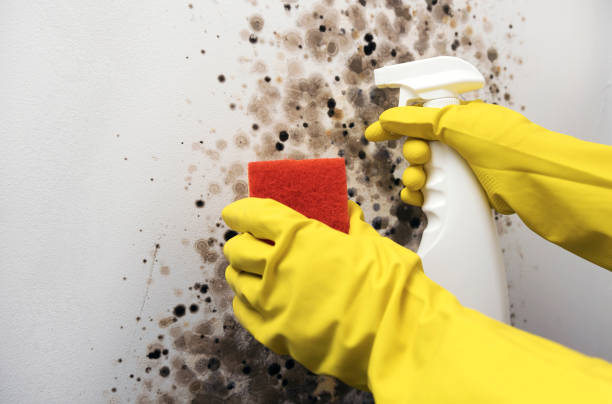 Best Attic Mold Removal  in Long Prairie, MN