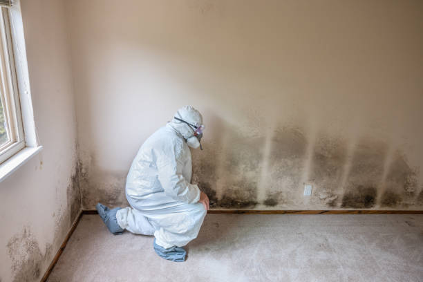 Best Mold Removal Company Near Me  in Long Prairie, MN