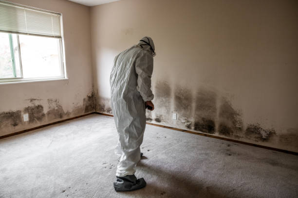 Best Home Mold Removal  in Long Prairie, MN
