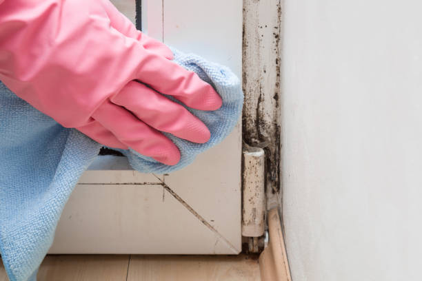 Best Mold Removal Specialists  in Long Prairie, MN