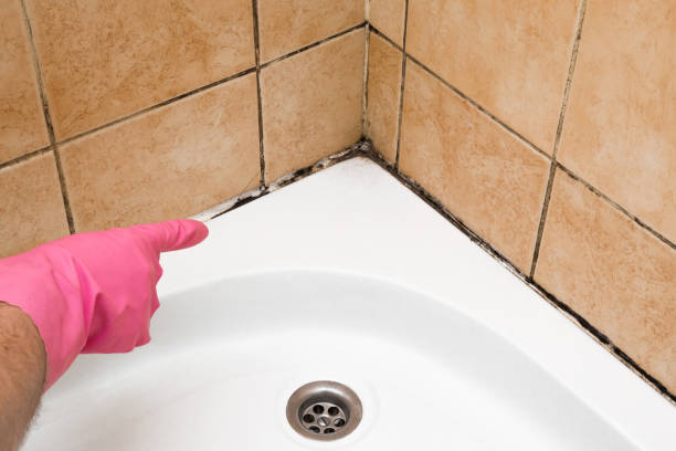 Best Mold Cleaning Services  in Long Prairie, MN